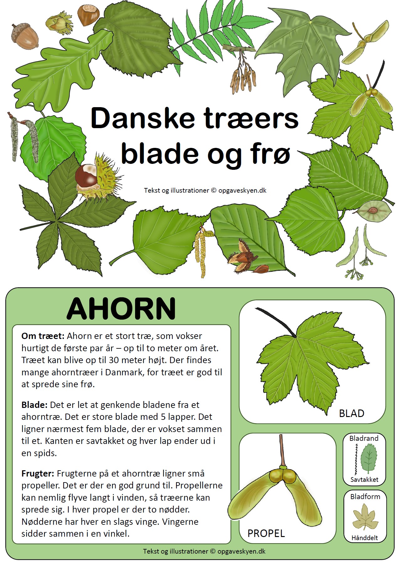 Lille hæfte om danske træers blade og frø