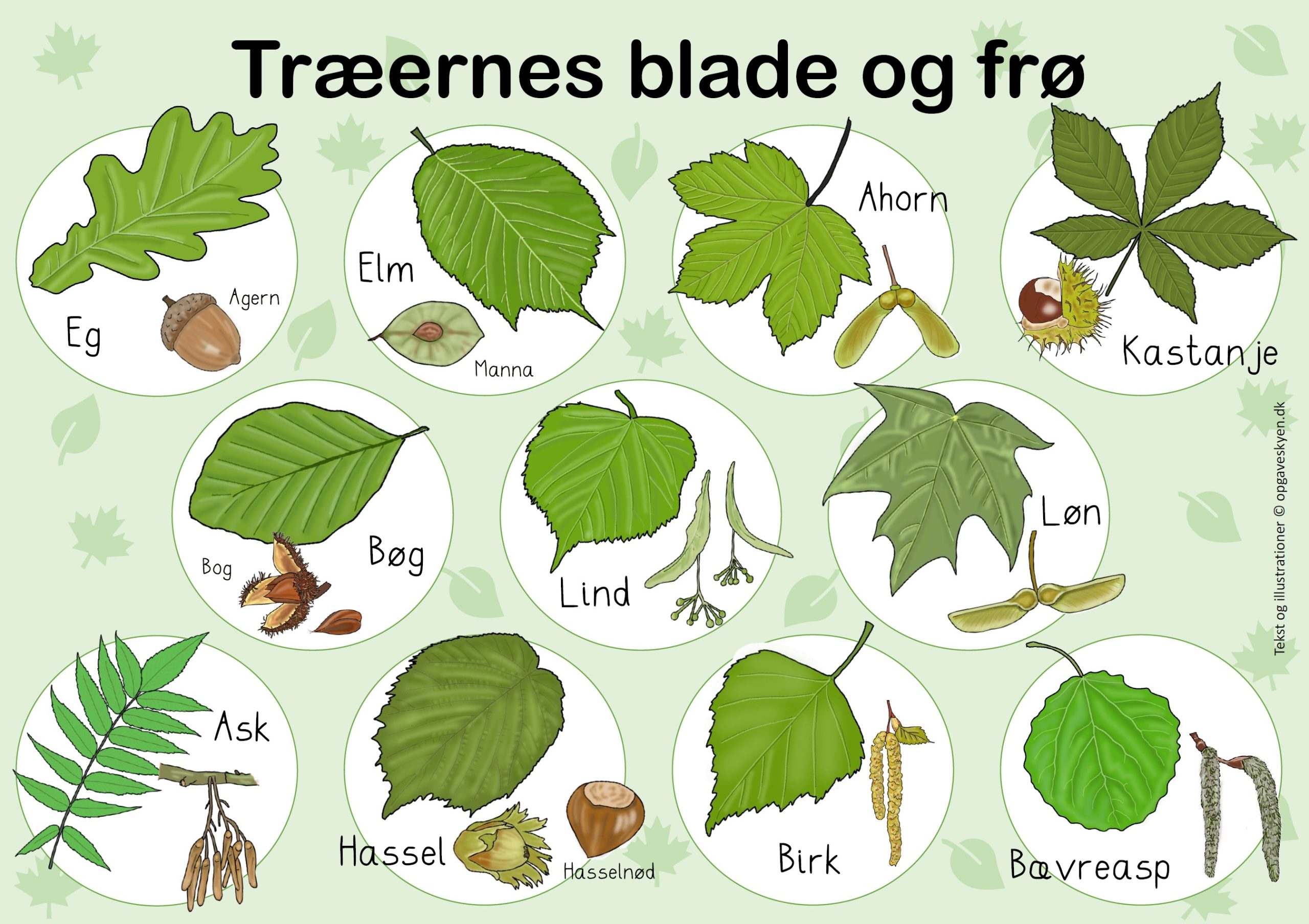 Danske træers blade og frø – plakat