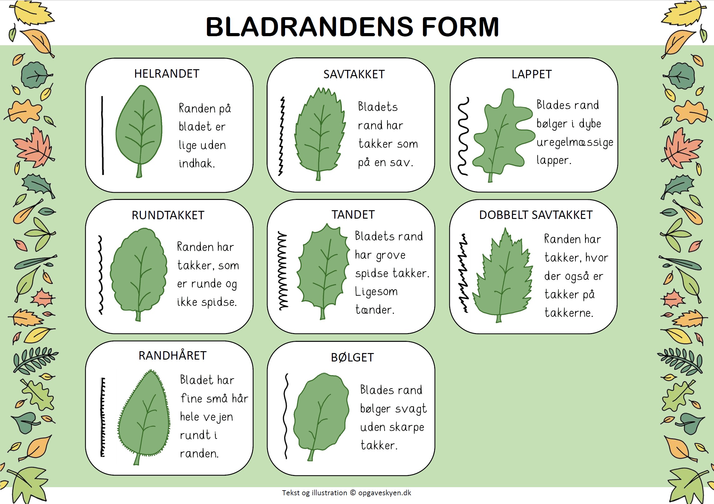 Bladrandens form