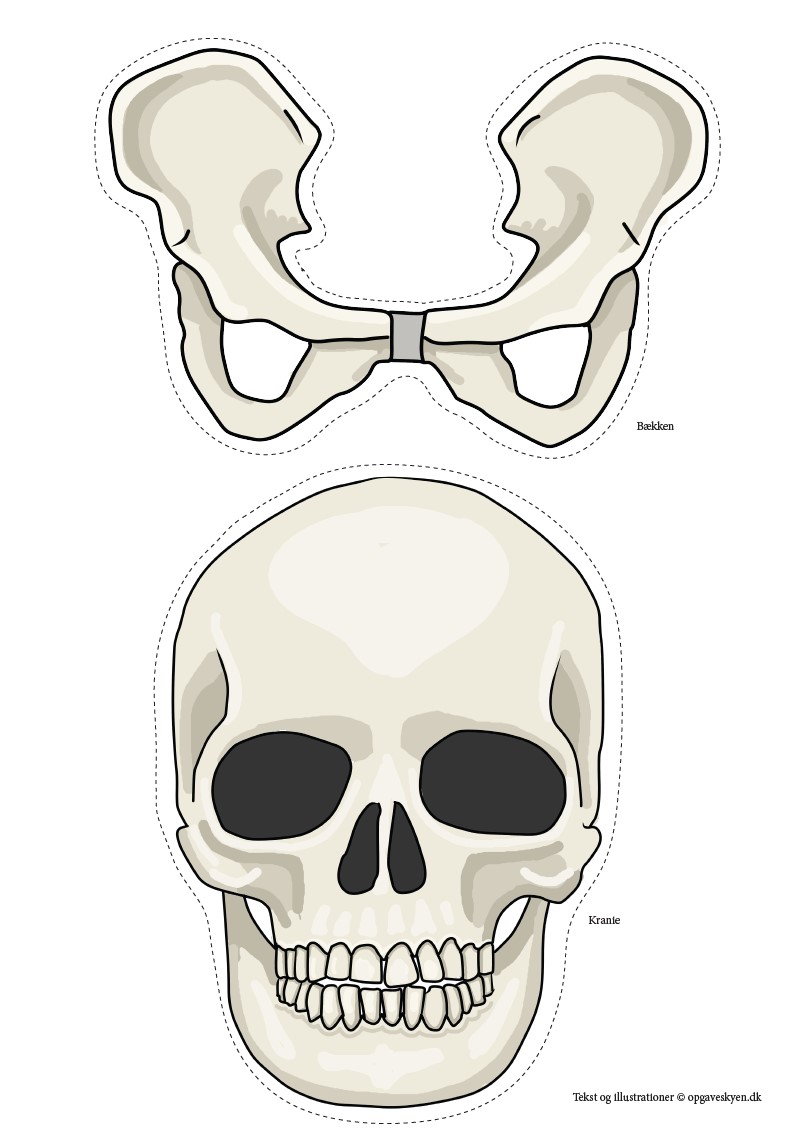 Stort skelet