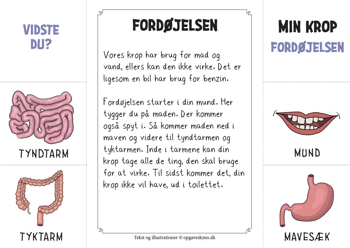 Foldebog om fordøjelsen