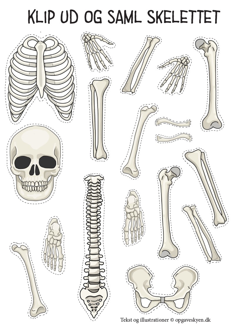 Klip og saml skelet og organer