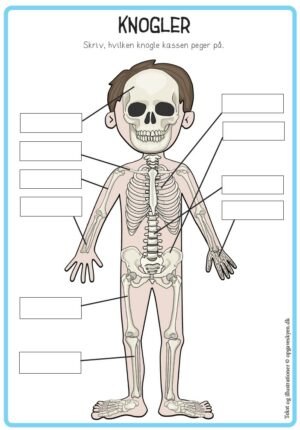 Knogler i kroppen ark