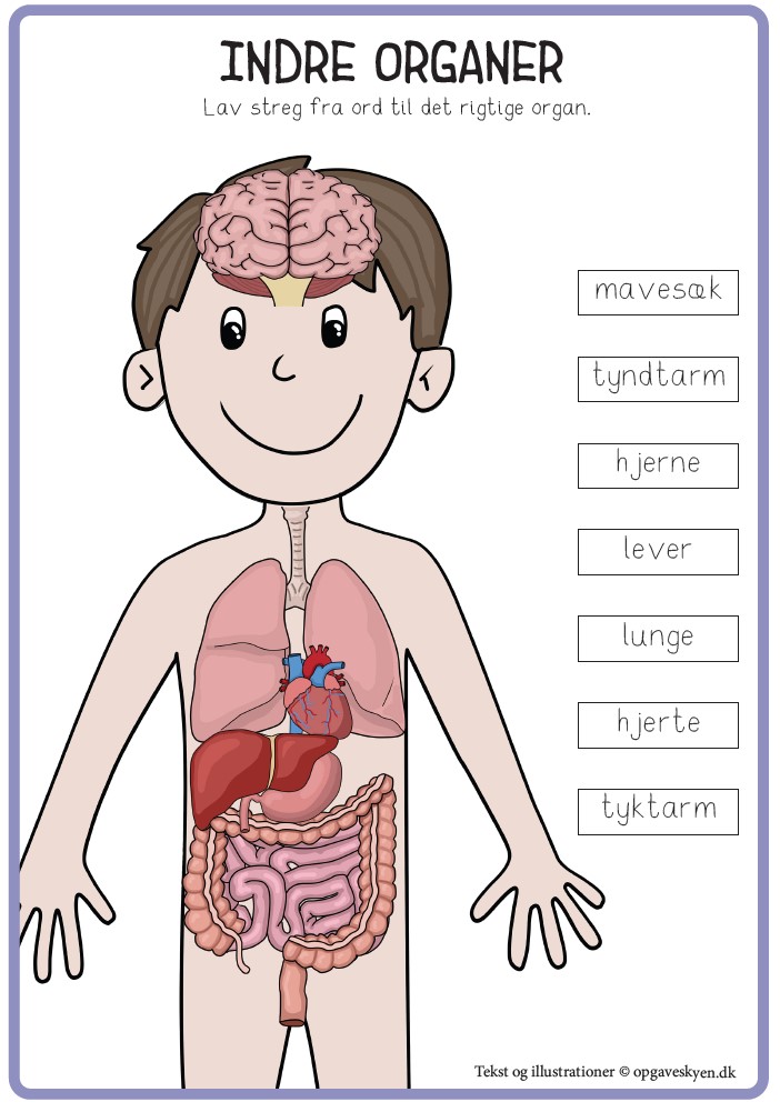 Organer i kroppen ark